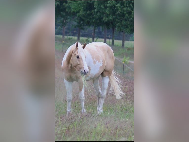 American Paint Horse Stallone Tovero-tutti i colori in Ganzlin