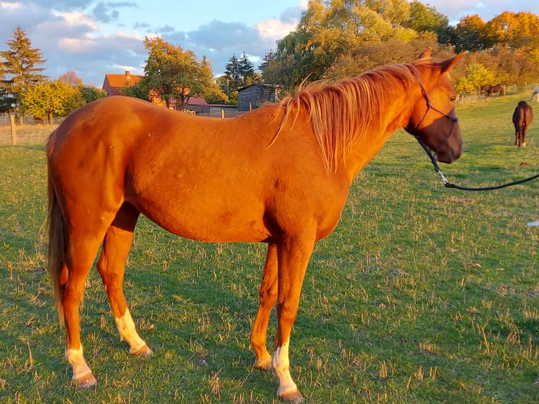 American Paint Horse Stallone Tovero-tutti i colori in Ganzlin