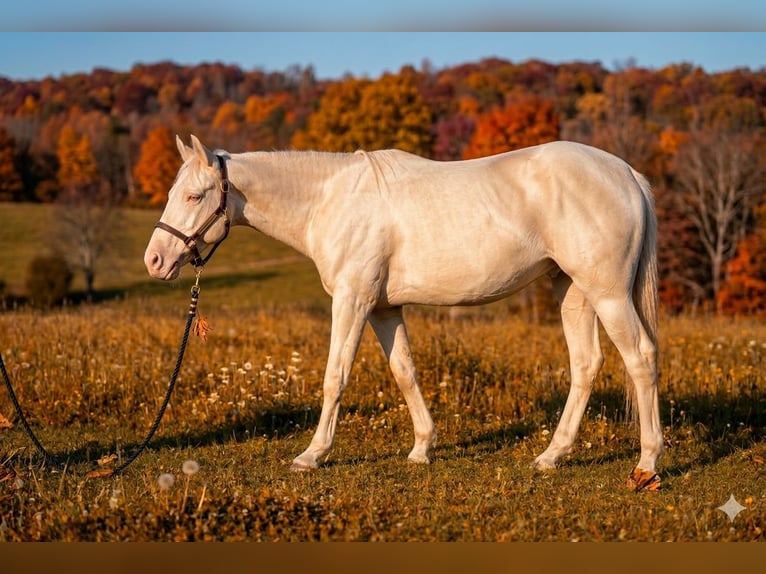 American Paint Horse Stallone Tovero-tutti i colori in Ganzlin