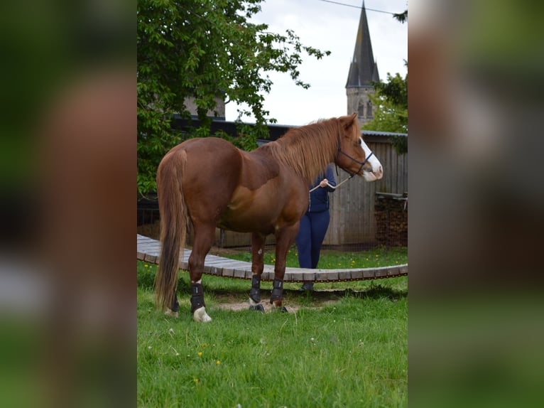 American Paint Horse Mix Stute 10 Jahre 143 cm Fuchs in Boppard