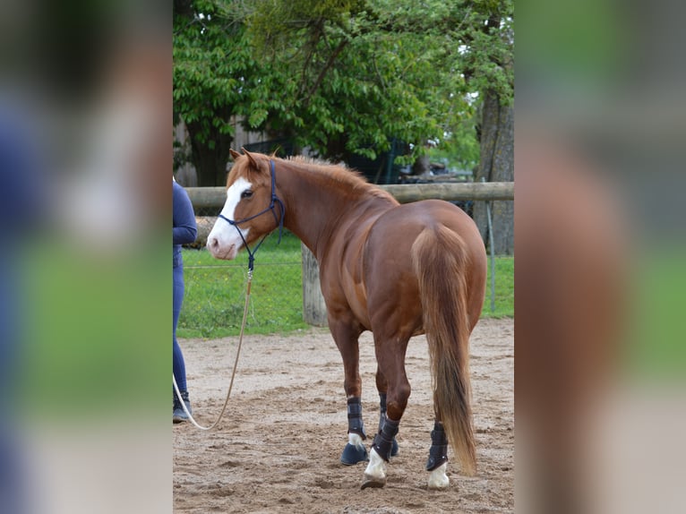 American Paint Horse Mix Stute 10 Jahre 143 cm Fuchs in Boppard