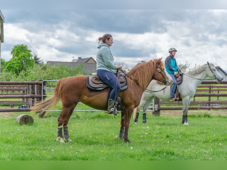 American Paint Horse Mix Stute 10 Jahre 143 cm Fuchs in Boppard
