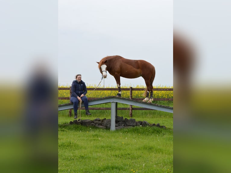 American Paint Horse Mix Stute 10 Jahre 143 cm Fuchs in Boppard