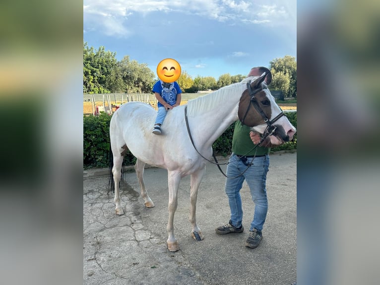 American Paint Horse Mix Stute 10 Jahre 145 cm Tobiano-alle-Farben in Solarino