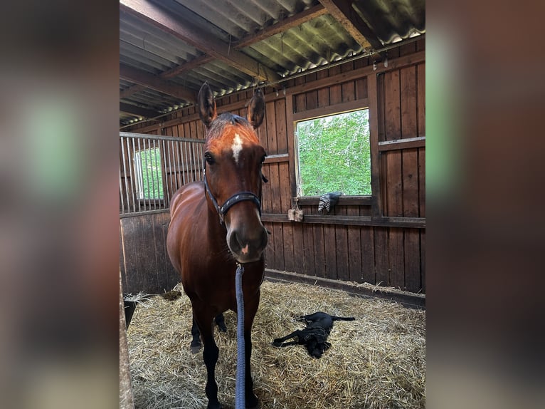 American Paint Horse Stute 10 Jahre 147 cm Brauner in Lippstadt