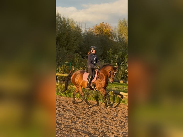 American Paint Horse Stute 10 Jahre 147 cm Brauner in Lippstadt
