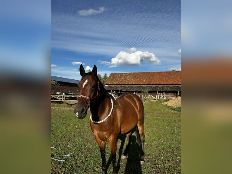 American Paint Horse Stute 10 Jahre 147 cm Brauner in Lippstadt