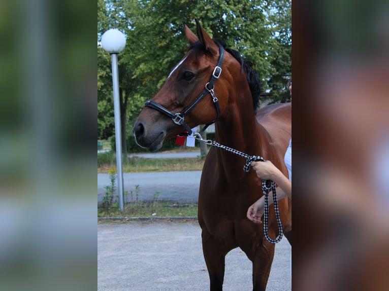 American Paint Horse Stute 10 Jahre 147 cm Brauner in Lippstadt