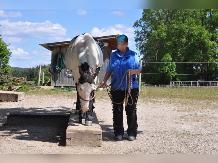 American Paint Horse Stute 10 Jahre 148 cm Schecke in Pfaffenhofen an der Ilm