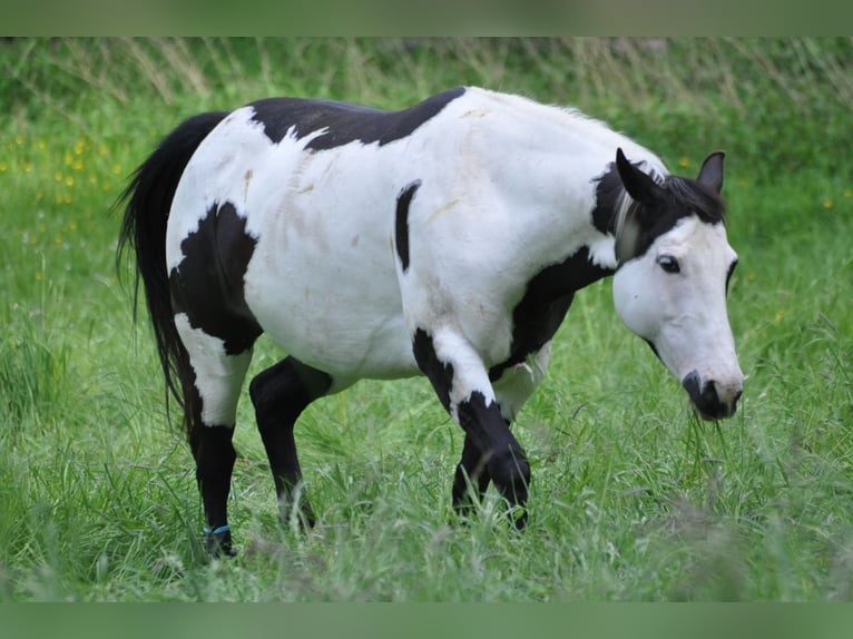American Paint Horse Stute 10 Jahre 148 cm Schecke in Pfaffenhofen an der Ilm