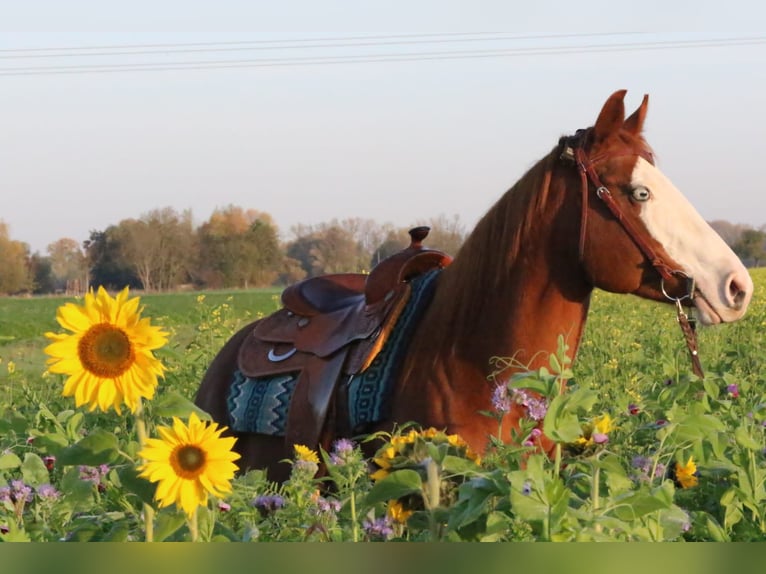 American Paint Horse Stute 10 Jahre 151 cm Fuchs in Geseke