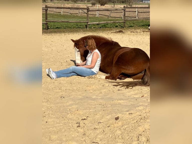 American Paint Horse Stute 10 Jahre 151 cm Fuchs in Geseke