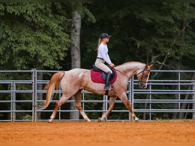 American Paint Horse Stute 10 Jahre 152 cm Roan-Red in Lyles