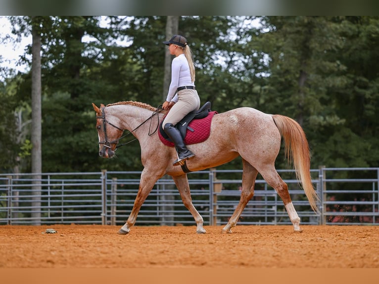 American Paint Horse Stute 10 Jahre 152 cm Roan-Red in Lyles
