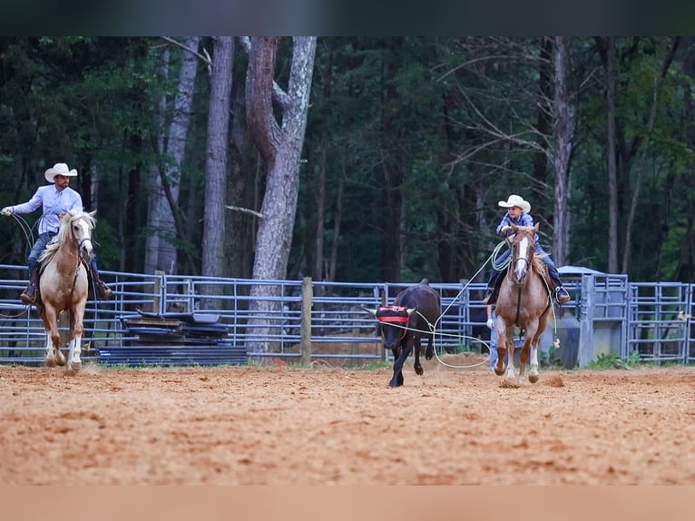 American Paint Horse Stute 10 Jahre 152 cm Roan-Red in Lyles