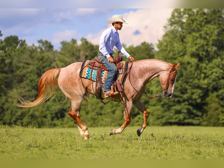 American Paint Horse Stute 10 Jahre 152 cm Roan-Red in Lyles
