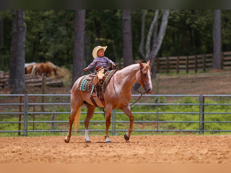 American Paint Horse Stute 10 Jahre 152 cm Roan-Red in Lyles