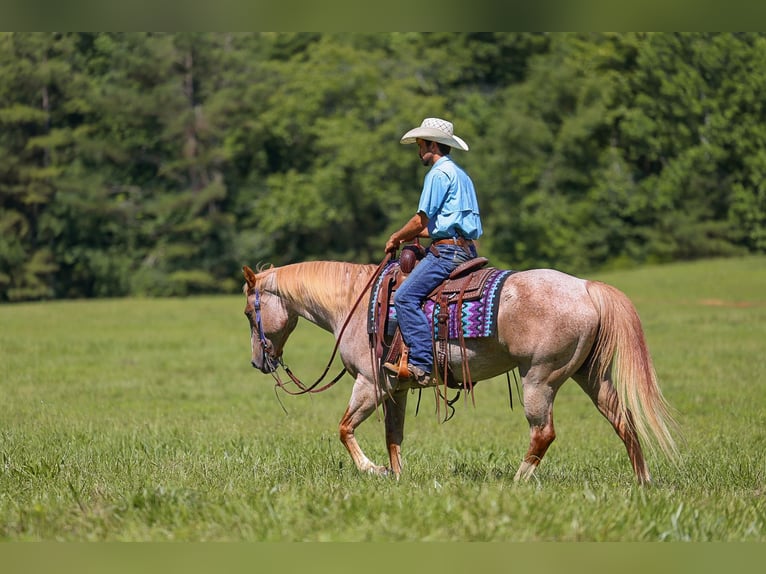 American Paint Horse Stute 10 Jahre 152 cm Roan-Red in Lyles