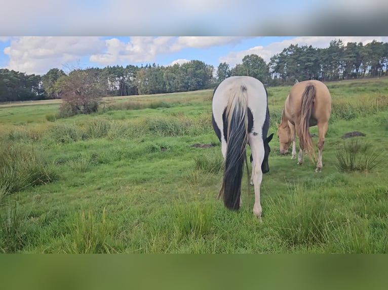 American Paint Horse Stute 10 Jahre 154 cm Rappe in Schollene
