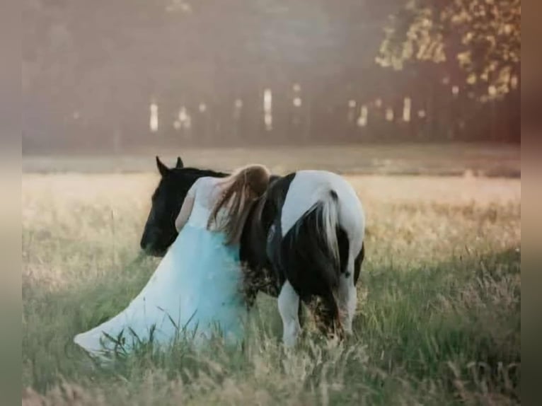 American Paint Horse Stute 10 Jahre 154 cm Rappe in Schollene