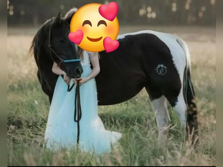 American Paint Horse Stute 10 Jahre 154 cm Rappe in Schollene