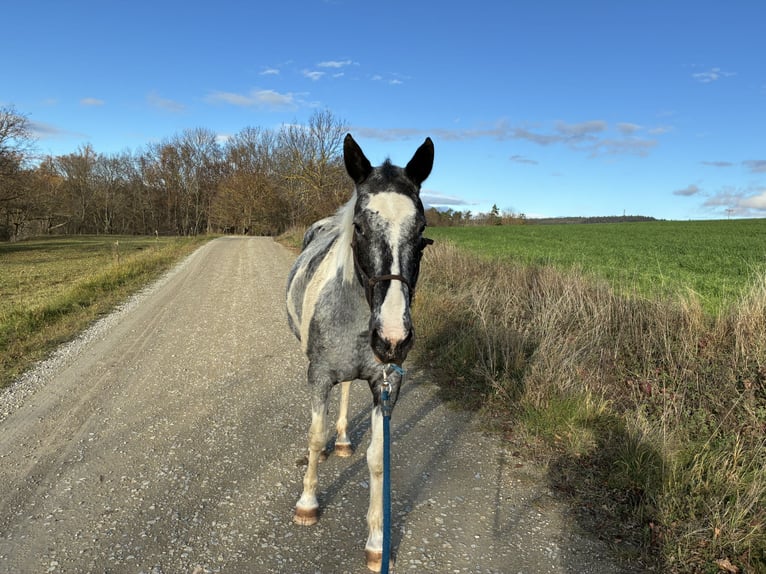 American Paint Horse Mix Stute 10 Jahre 154 cm Schecke in ElxlebenElleben