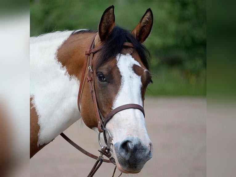 American Paint Horse Stute 10 Jahre 154 cm Tovero-alle-Farben in Gudbjerg
