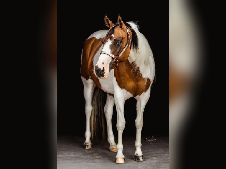 American Paint Horse Stute 10 Jahre 154 cm Tovero-alle-Farben in Gudbjerg