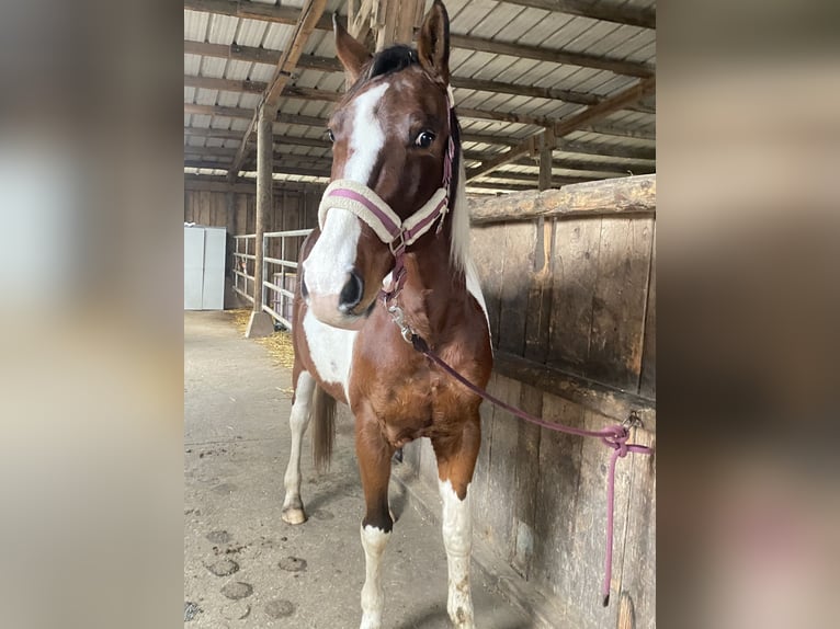 American Paint Horse Mix Stute 10 Jahre 155 cm Tobiano-alle-Farben in Achern