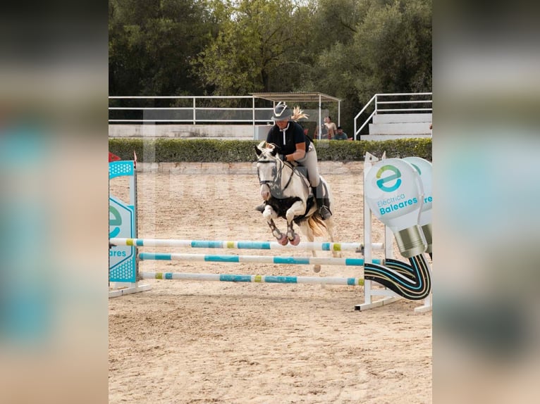 American Paint Horse Stute 10 Jahre 156 cm Schecke in Calvia