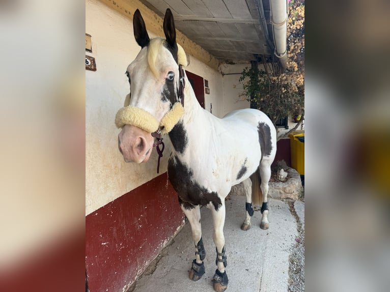 American Paint Horse Stute 10 Jahre 156 cm Schecke in Calvia