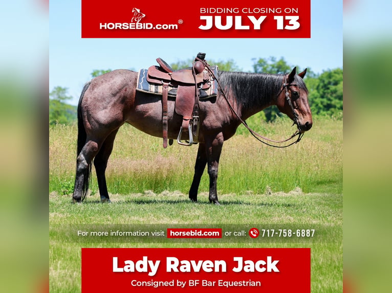 American Paint Horse Stute 10 Jahre Roan-Bay in Shippensburg
