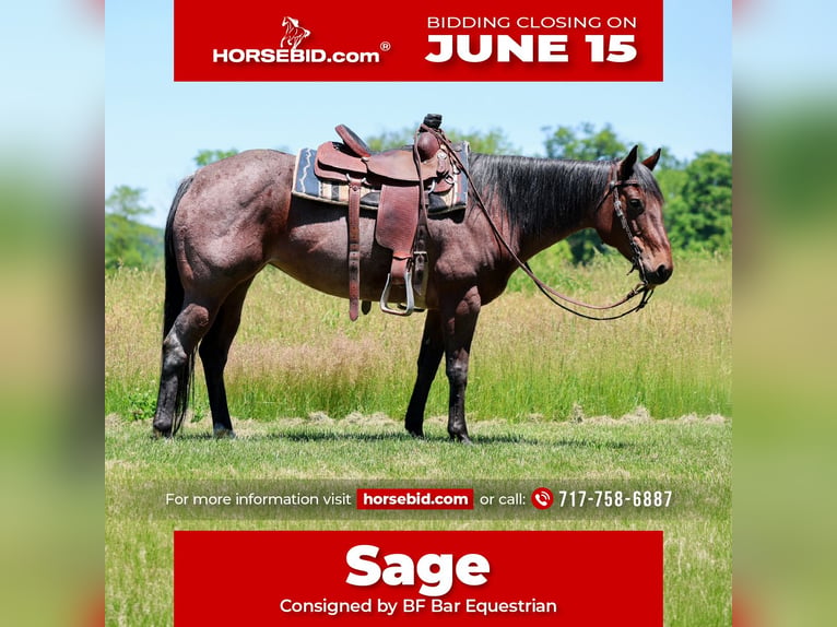 American Paint Horse Stute 10 Jahre Roan-Bay in Shippensburg