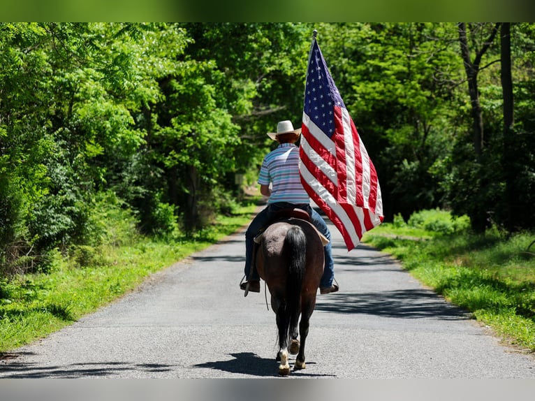 American Paint Horse Stute 10 Jahre Roan-Bay in Shippensburg