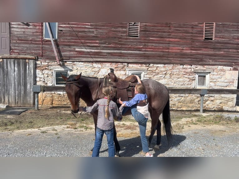American Paint Horse Stute 10 Jahre Roan-Bay in Shippensburg