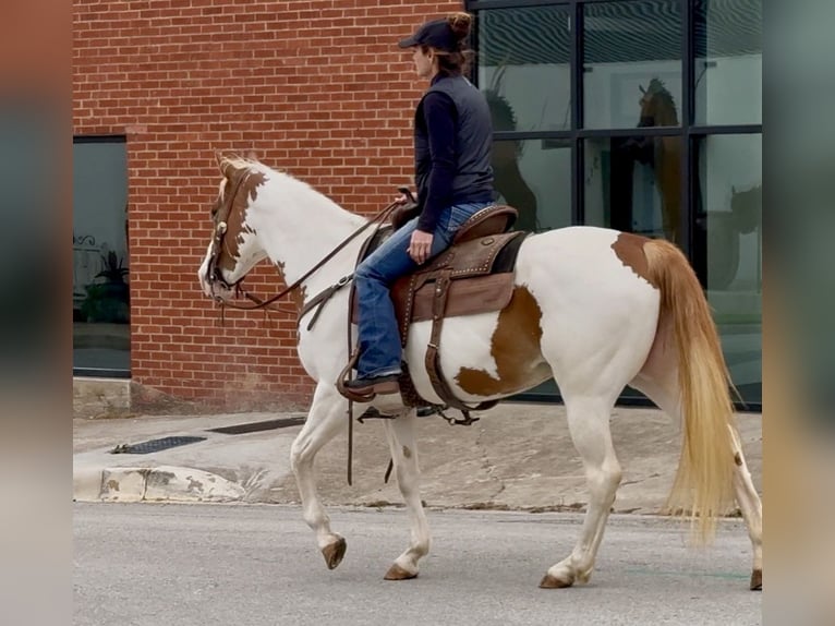 American Paint Horse Stute 10 Jahre Schecke in Weatherford