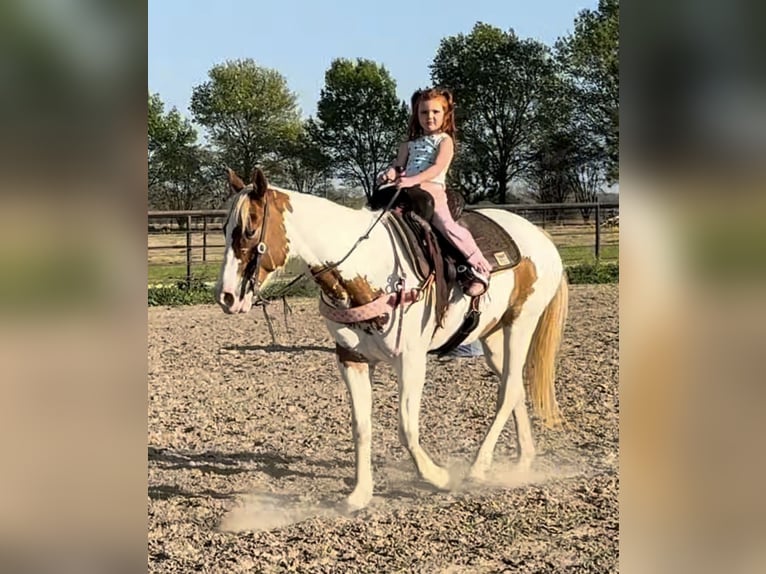 American Paint Horse Stute 10 Jahre Schecke in Weatherford