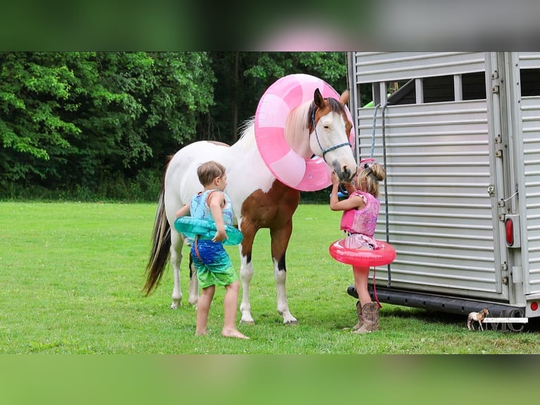 American Paint Horse Stute 10 Jahre Schecke in North Bloomfield