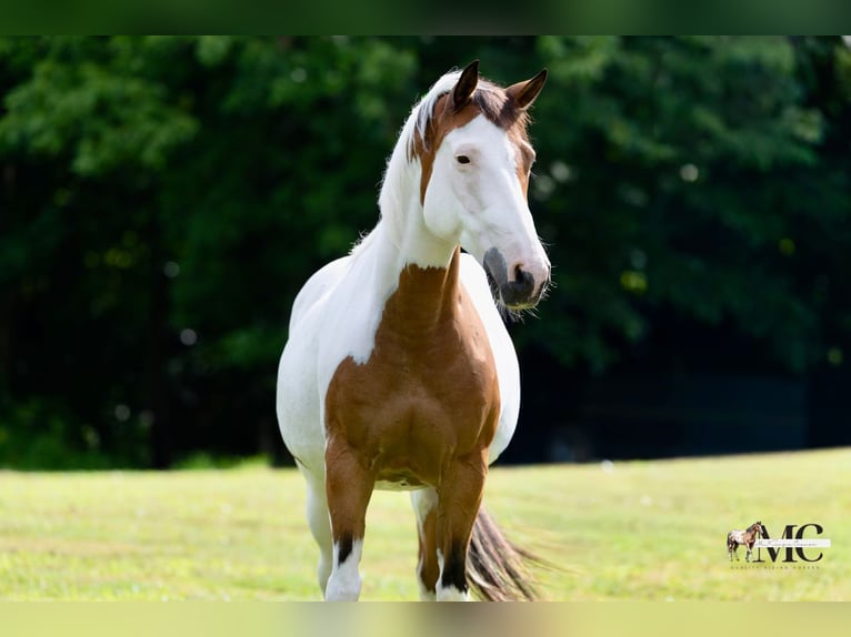 American Paint Horse Stute 10 Jahre Schecke in North Bloomfield