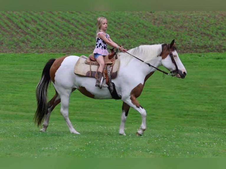 American Paint Horse Stute 10 Jahre Schecke in North Bloomfield