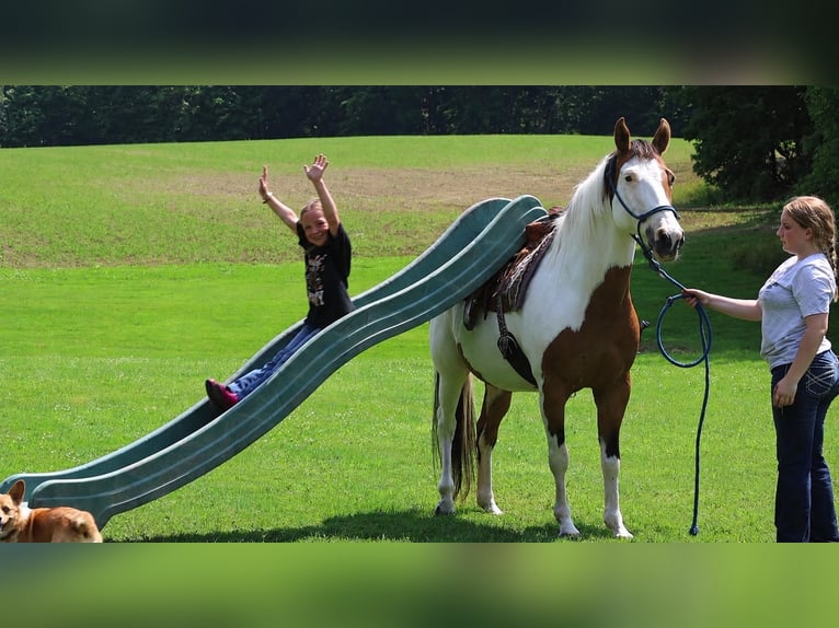American Paint Horse Stute 10 Jahre Schecke in North Bloomfield
