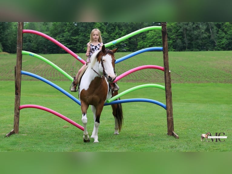 American Paint Horse Stute 10 Jahre Schecke in North Bloomfield