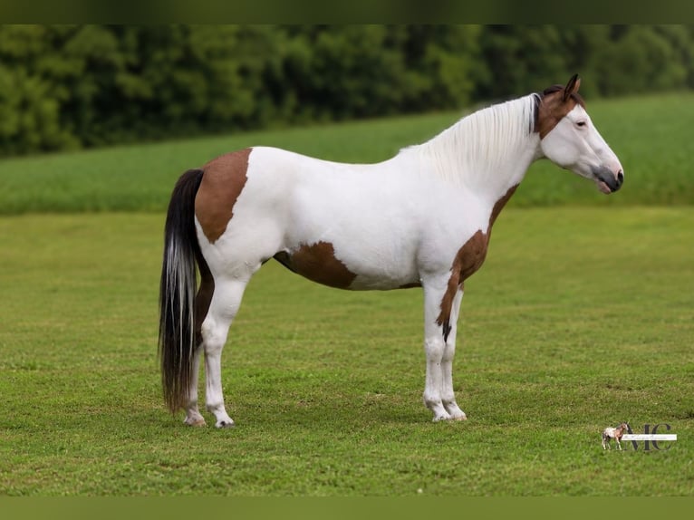 American Paint Horse Stute 10 Jahre Schecke in North Bloomfield