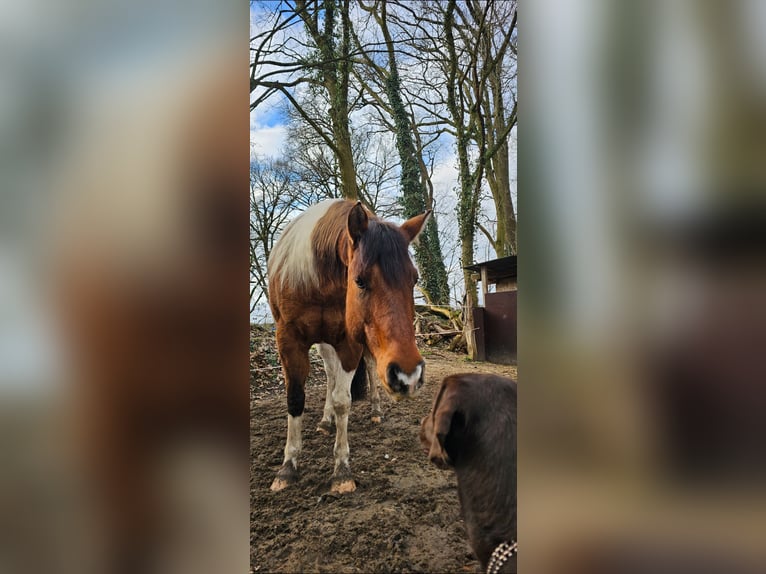 American Paint Horse Stute 10 Jahre Schecke in Hollenstedt