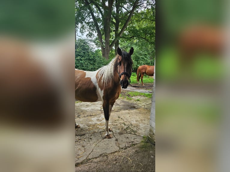 American Paint Horse Stute 10 Jahre Schecke in Hollenstedt