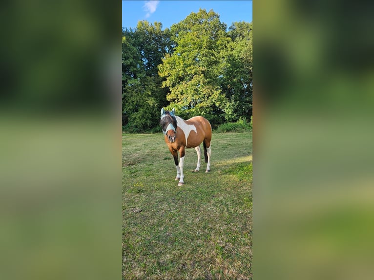 American Paint Horse Stute 10 Jahre Schecke in Hollenstedt