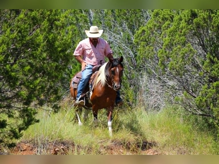 American Paint Horse Stute 11 Jahre 137 cm Tobiano-alle-Farben in Cave Creek AZ