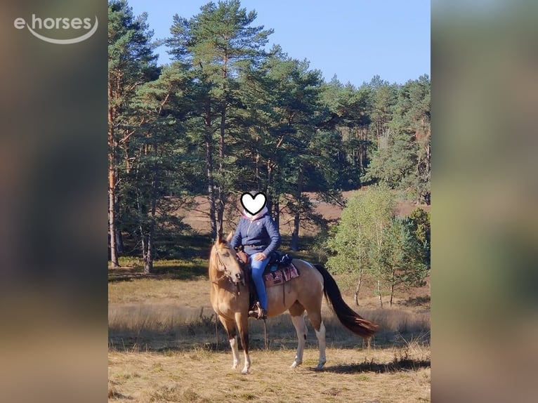 American Paint Horse Stute 11 Jahre 148 cm Buckskin in Schwanewede