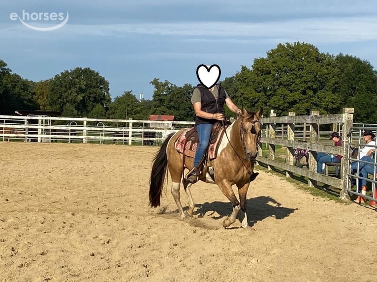 American Paint Horse Stute 11 Jahre 148 cm Buckskin in Schwanewede