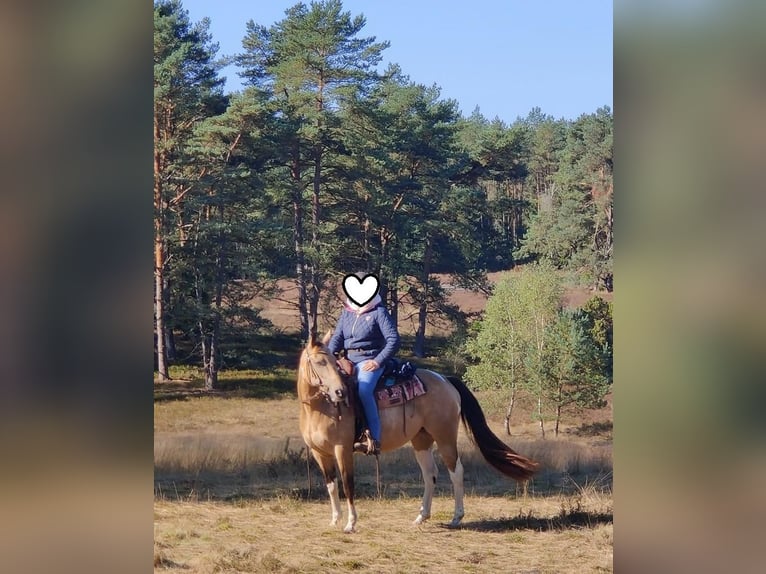 American Paint Horse Stute 11 Jahre 148 cm Buckskin in Schwanewede